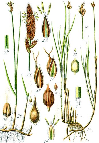 Carex chordorrhiza